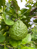Fresh Kaffir Limes – 12 Pack | Aromatic Thai Citrus for Cooking & Cocktails