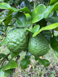 Fresh Kaffir Limes – 12 Pack | Aromatic Thai Citrus for Cooking & Cocktails